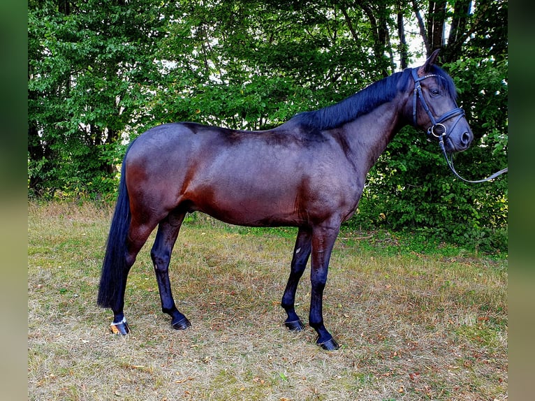 Deutsches Reitpony Wallach 9 Jahre 154 cm Rappe in Frelsdorf