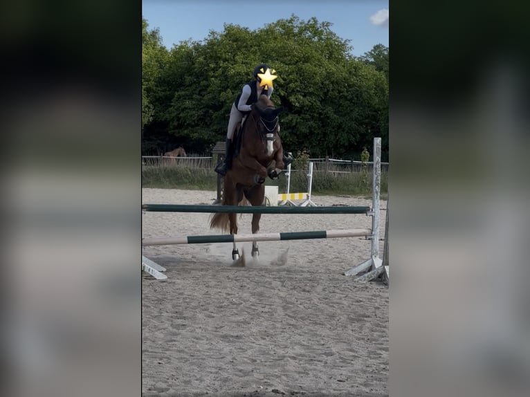 Deutsches Reitpony Wallach 9 Jahre 155 cm Fuchs in Hohenhorn