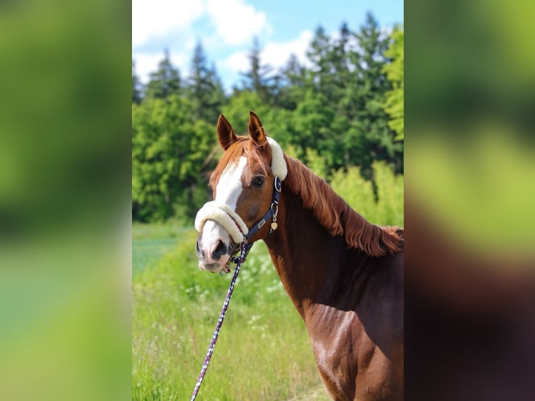 Deutsches Reitpony Wallach 9 Jahre 155 cm Fuchs in Hohenhorn
