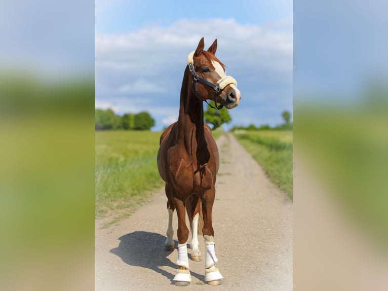 Deutsches Reitpony Wallach 9 Jahre 155 cm Fuchs in Hohenhorn
