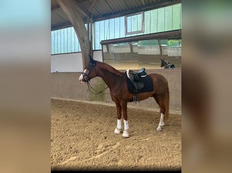 Deutsches Reitpony Wallach 9 Jahre 155 cm Fuchs in Hohenhorn