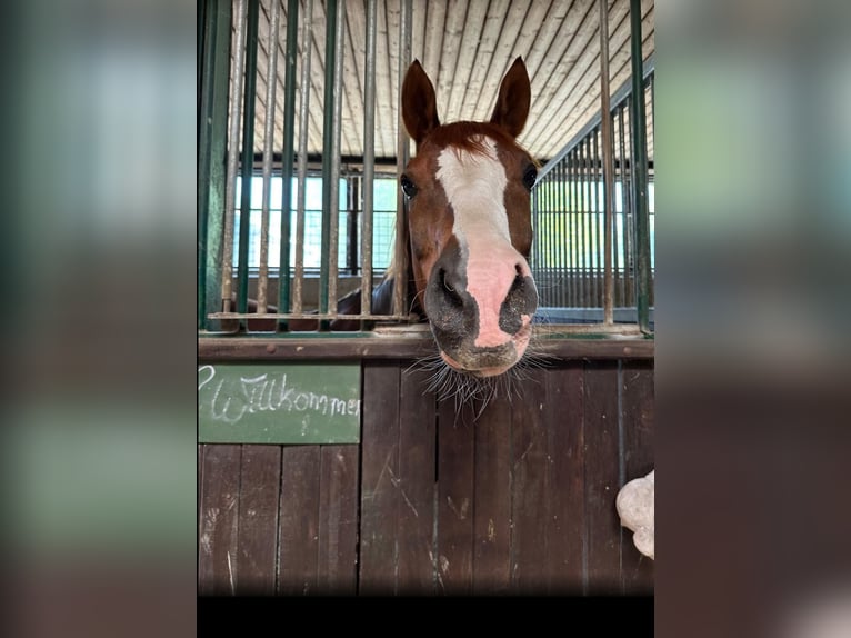 Deutsches Reitpony Wallach 9 Jahre 155 cm Fuchs in Hohenhorn