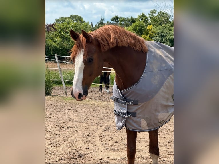 Deutsches Reitpony Wallach 9 Jahre 155 cm Fuchs in Hohenhorn