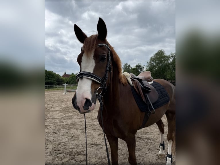 Deutsches Reitpony Wallach 9 Jahre 155 cm Fuchs in Hohenhorn