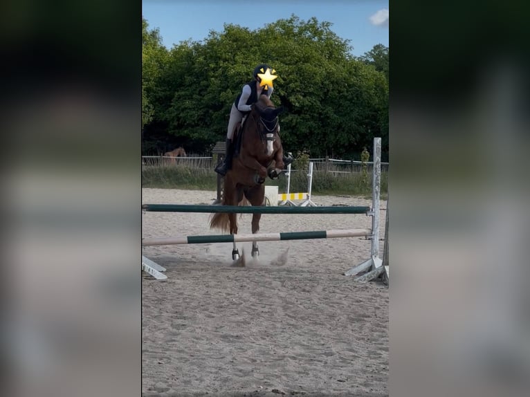 Deutsches Reitpony Wallach 9 Jahre 155 cm Fuchs in Hohenhorn