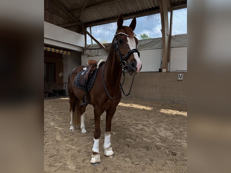 Deutsches Reitpony Wallach 9 Jahre 155 cm Fuchs in Hohenhorn