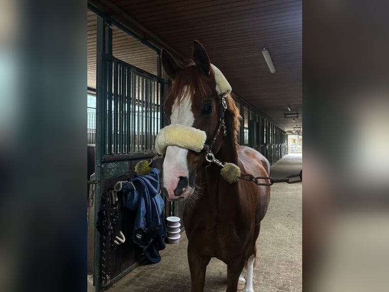 Deutsches Reitpony Wallach 9 Jahre 155 cm Fuchs in Hohenhorn