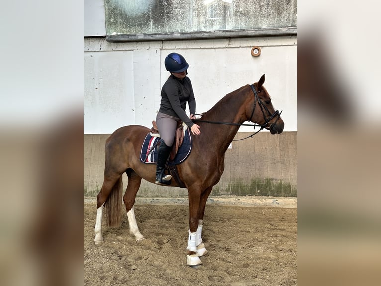 Deutsches Reitpony Wallach 9 Jahre 155 cm Fuchs in Hohenhorn