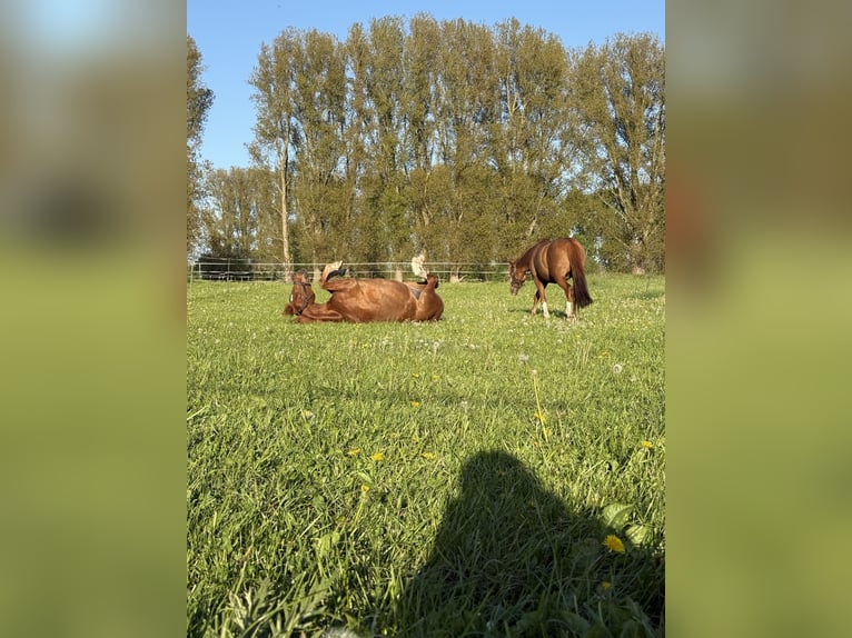 Deutsches Reitpony Wallach 9 Jahre 159 cm Dunkelfuchs in Meerbusch