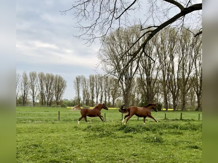 Deutsches Reitpony Wallach 9 Jahre 159 cm Dunkelfuchs in Meerbusch