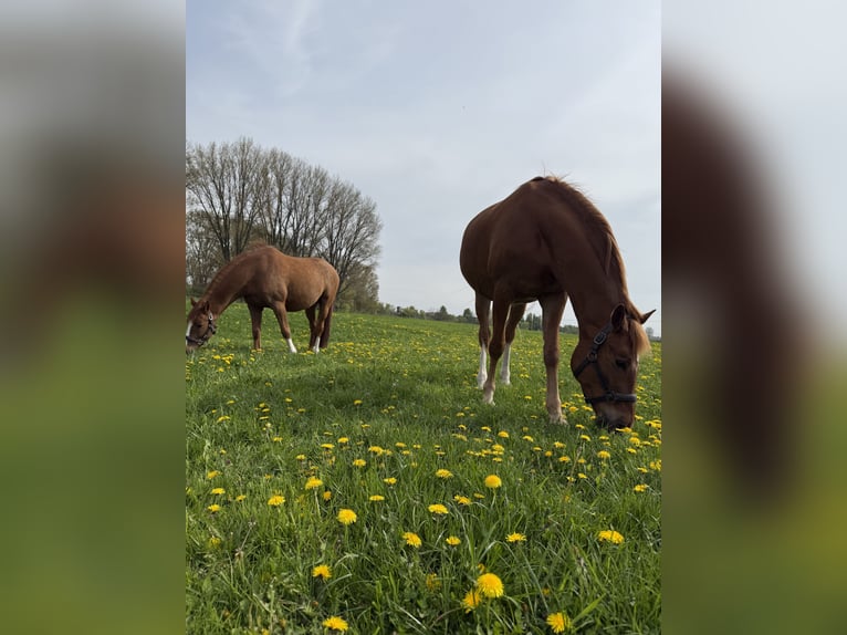Deutsches Reitpony Wallach 9 Jahre 159 cm Dunkelfuchs in Meerbusch