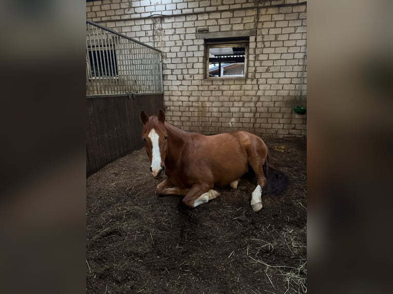 Deutsches Reitpony Wallach 9 Jahre 159 cm Dunkelfuchs in Meerbusch