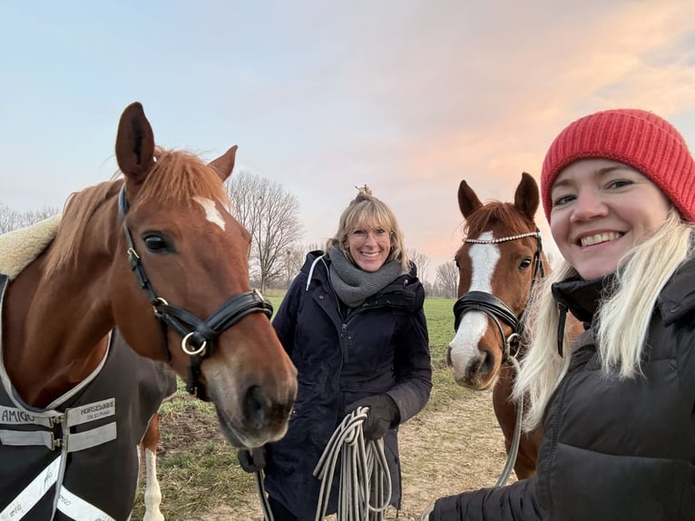 Deutsches Reitpony Wallach 9 Jahre 159 cm Dunkelfuchs in Meerbusch