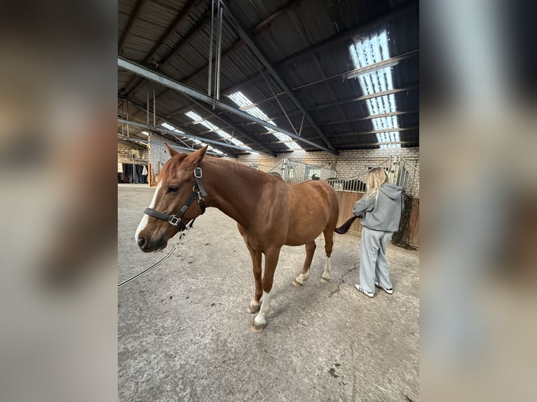 Deutsches Reitpony Wallach 9 Jahre 159 cm Dunkelfuchs in Meerbusch