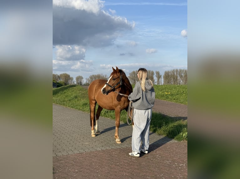 Deutsches Reitpony Wallach 9 Jahre 159 cm Dunkelfuchs in Meerbusch