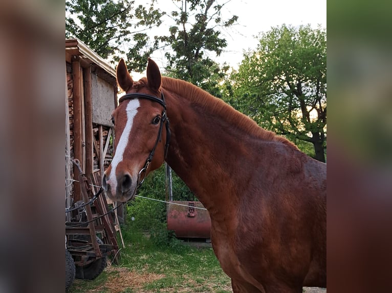 Deutsches Reitpony Wallach 9 Jahre 159 cm Fuchs in Pirna