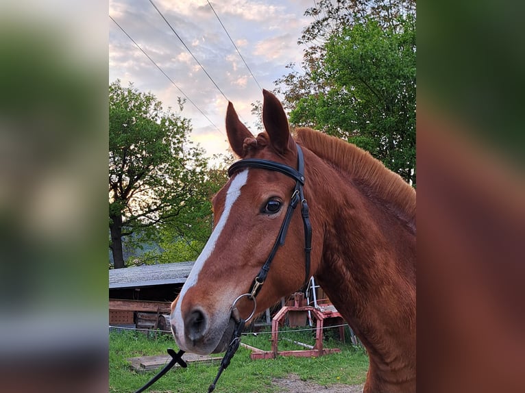 Deutsches Reitpony Wallach 9 Jahre 159 cm Fuchs in Pirna