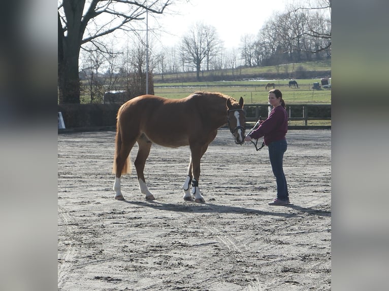 Deutsches Reitpony Wallach 9 Jahre 159 cm Fuchs in Pirna
