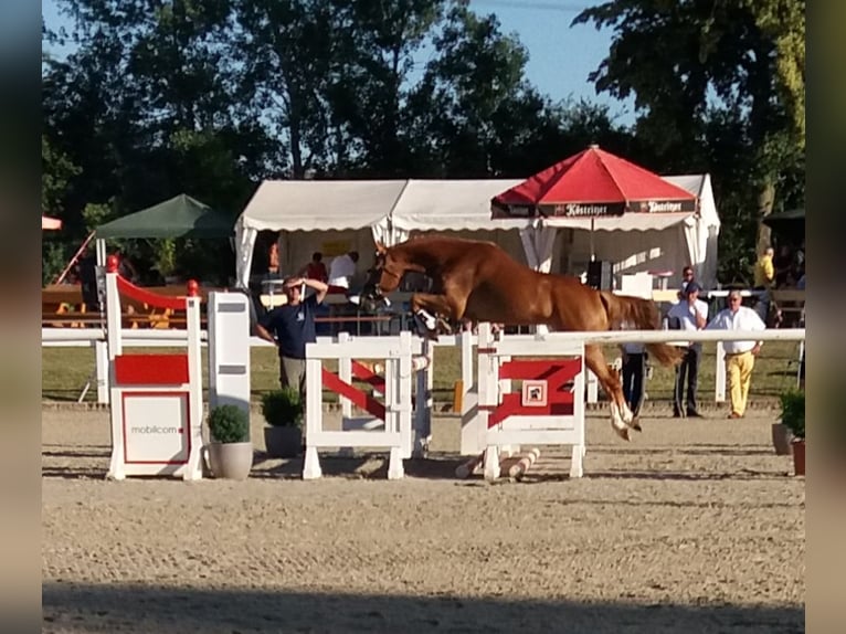 Deutsches Reitpony Wallach 9 Jahre 159 cm Fuchs in Pirna