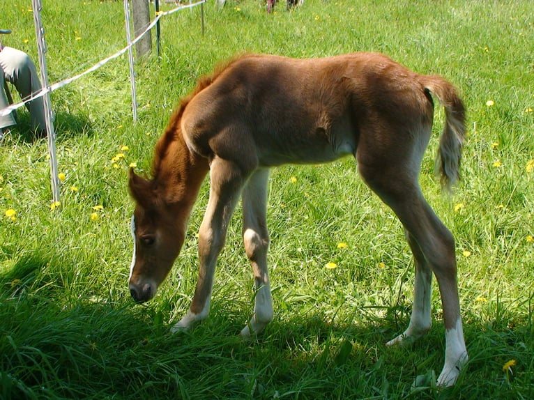 Deutsches Reitpony Wallach 9 Jahre 159 cm Fuchs in Pirna