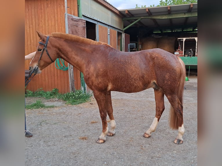 Deutsches Reitpony Wallach 9 Jahre 159 cm Fuchs in Pirna