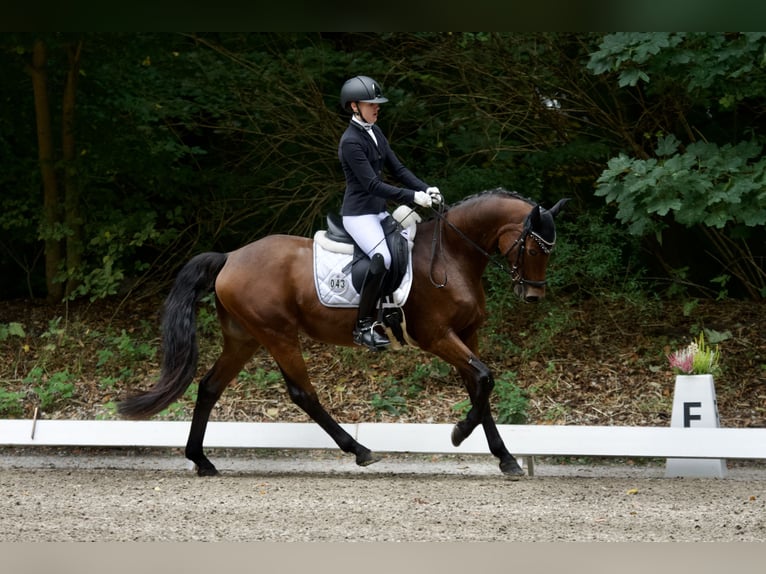 Deutsches Reitpony Wallach 9 Jahre Brauner in Brekendorf