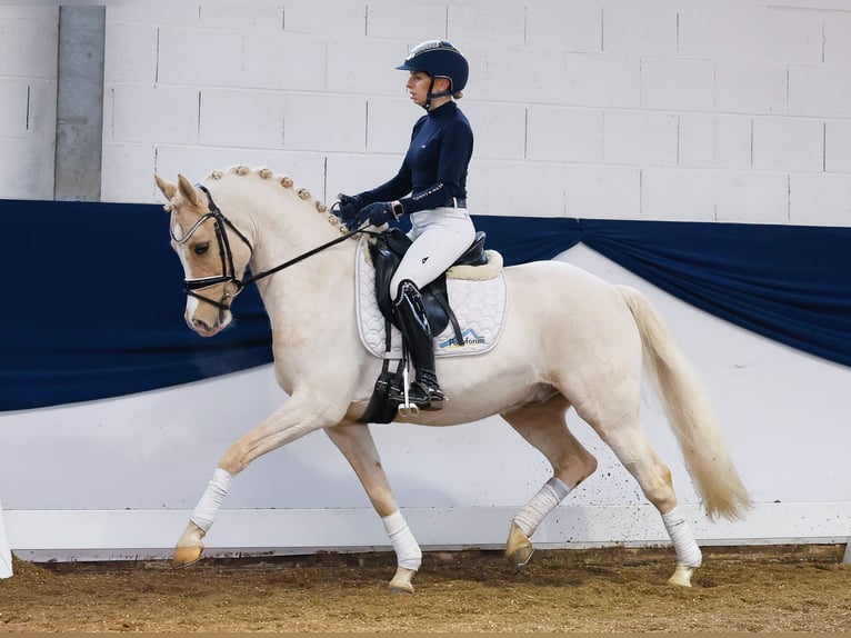 Deutsches Reitpony Wallach 9 Jahre Palomino in Marsberg