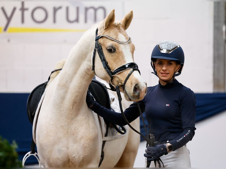 Deutsches Reitpony Wallach 9 Jahre Palomino in Marsberg