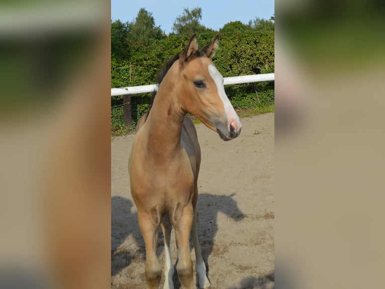 Deutsches Reitpony Wallach Fohlen (06/2025) 147 cm Buckskin in Bassum