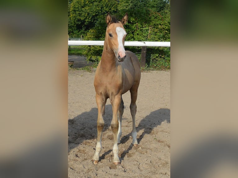 Deutsches Reitpony Wallach Fohlen (06/2025) 147 cm Buckskin in Bassum
