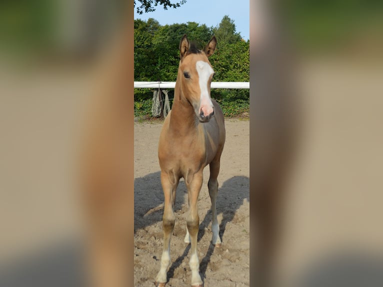 Deutsches Reitpony Wallach Fohlen (06/2025) 147 cm Buckskin in Bassum
