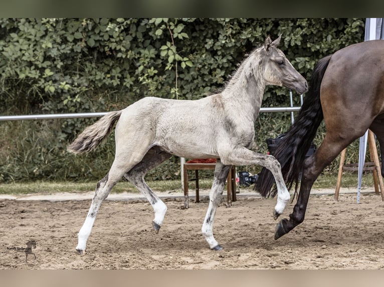 Deutsches Reitpony Wallach Fohlen (05/2024) Buckskin in Westerstede