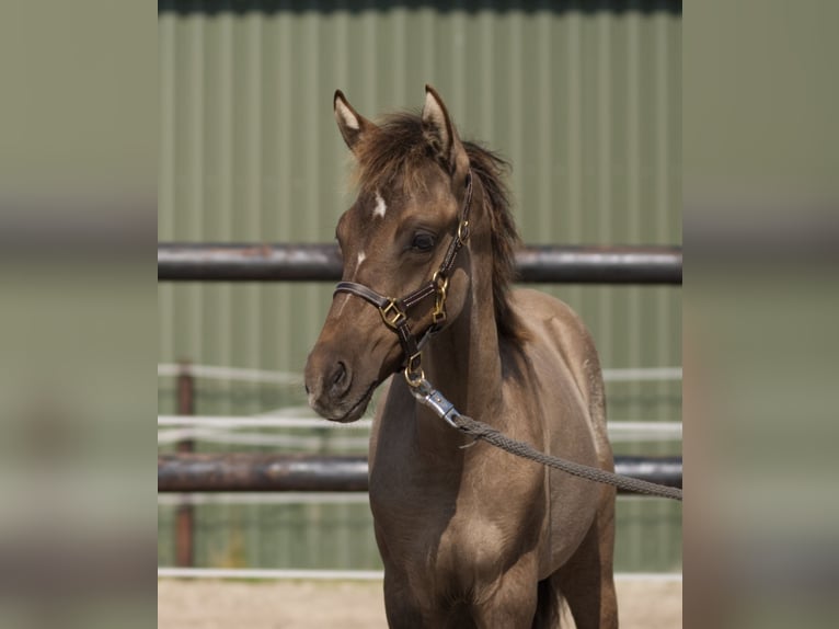 Deutsches Reitpony Wallach Fohlen (05/2024) Buckskin in Westerstede