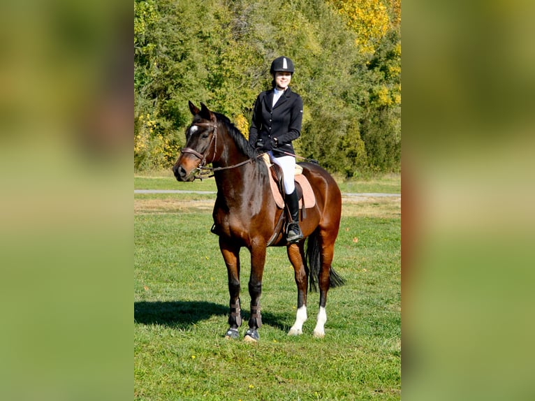 Deutsches Sportpferd Hengst 10 Jahre 165 cm Brauner in Belgrade