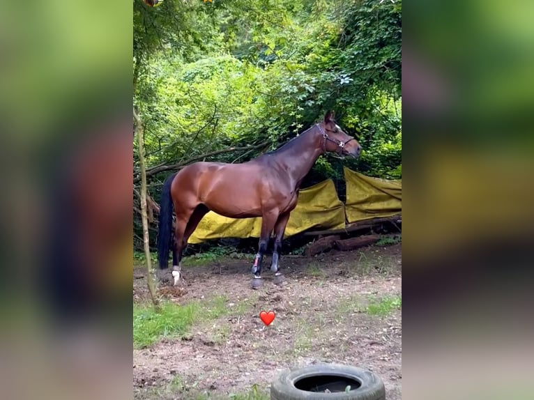Deutsches Sportpferd Hengst 10 Jahre 165 cm Brauner in Belgrade