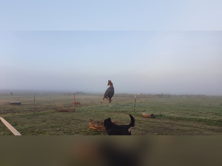 Deutsches Sportpferd Hengst 10 Jahre 180 cm Fuchs in Fluorn-Winzeln