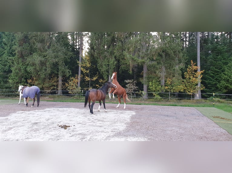 Deutsches Sportpferd Hengst 10 Jahre 180 cm Fuchs in Fluorn-Winzeln