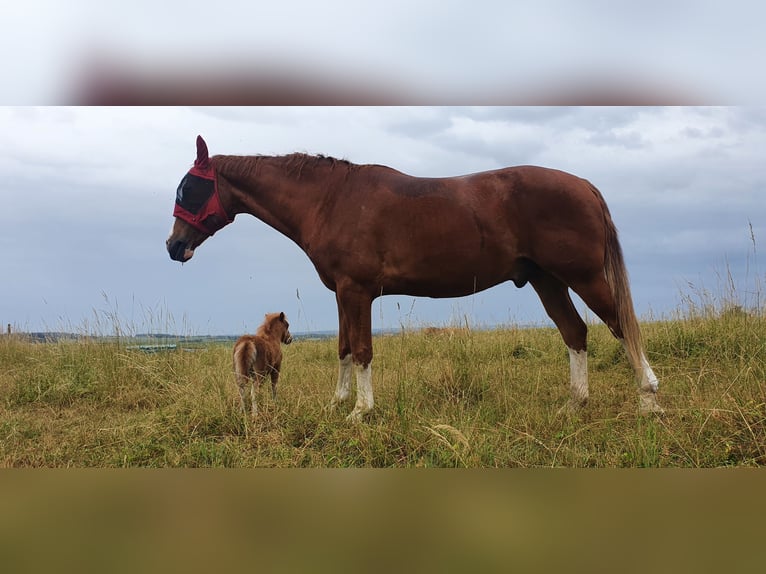 Deutsches Sportpferd Hengst 10 Jahre 180 cm Fuchs in Fluorn-Winzeln