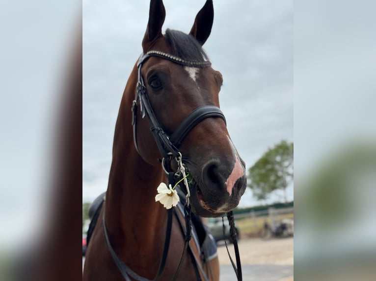 Deutsches Sportpferd Hengst 12 Jahre 173 cm Brauner in Vechta