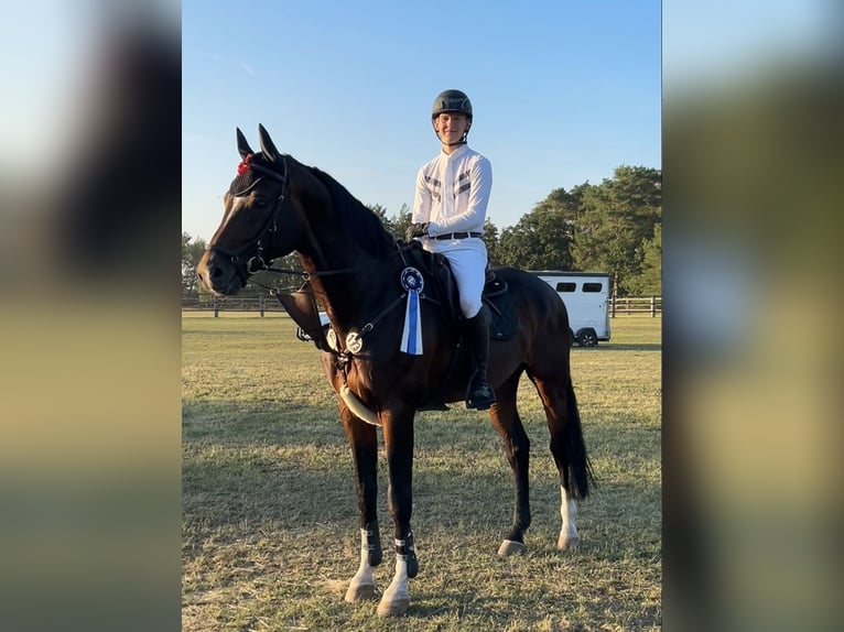 Deutsches Sportpferd Hengst 14 Jahre 180 cm Dunkelbrauner in Zibberick