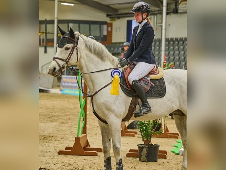Deutsches Sportpferd Hengst 16 Jahre 165 cm Schimmel in Borstel