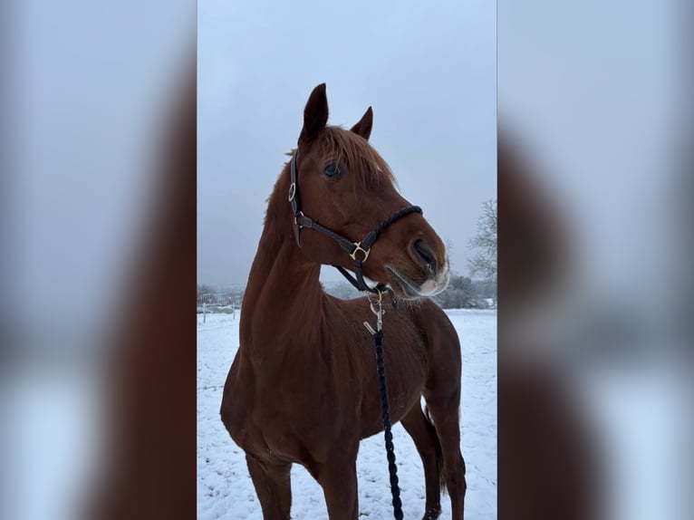 Deutsches Sportpferd Hengst 17 Jahre 165 cm Fuchs in Sachsenheim