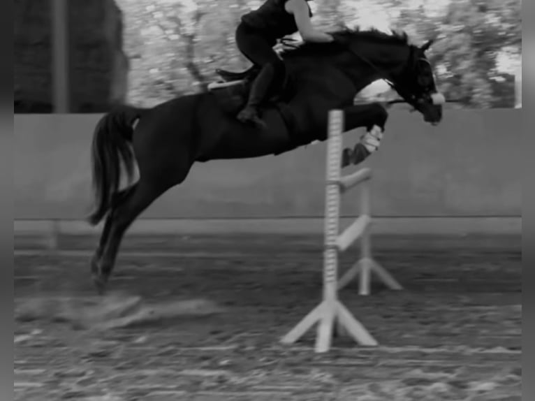 Deutsches Sportpferd Hengst 17 Jahre 165 cm Fuchs in Sachsenheim