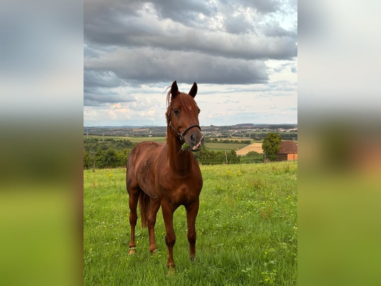 Deutsches Sportpferd Hengst 17 Jahre 165 cm Fuchs in Sachsenheim