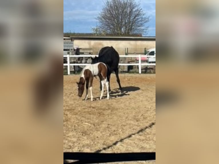 Deutsches Sportpferd Hengst 1 Jahr 110 cm Schecke in Rötha