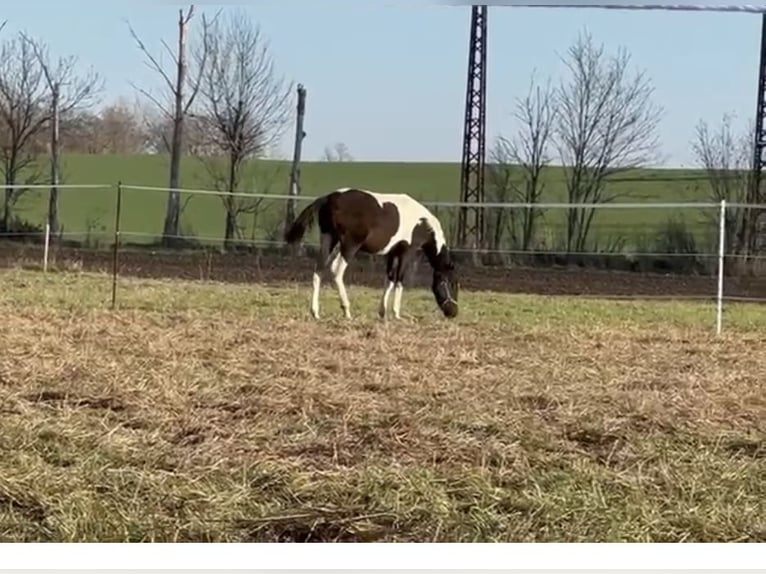 Deutsches Sportpferd Hengst 1 Jahr 110 cm Schecke in Rötha