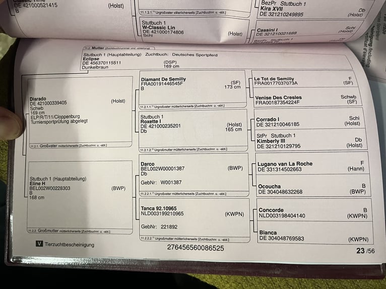 Deutsches Sportpferd Hengst 1 Jahr 140 cm Rappe in Zeulenroda