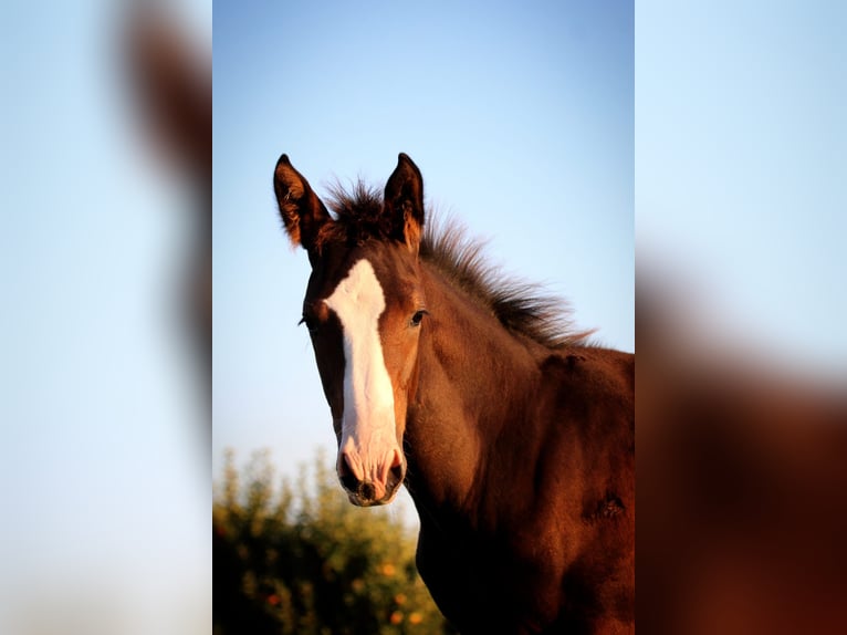 Deutsches Sportpferd Hengst 1 Jahr 143 cm Dunkelbrauner in Immenstaad am Bodensee