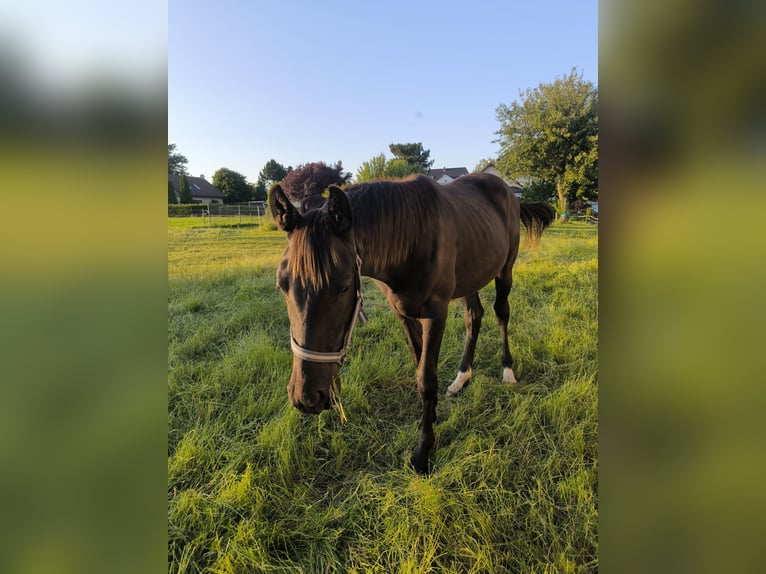Deutsches Sportpferd Hengst 1 Jahr 153 cm Schwarzbrauner in Mittelbach bei Chemnitz
