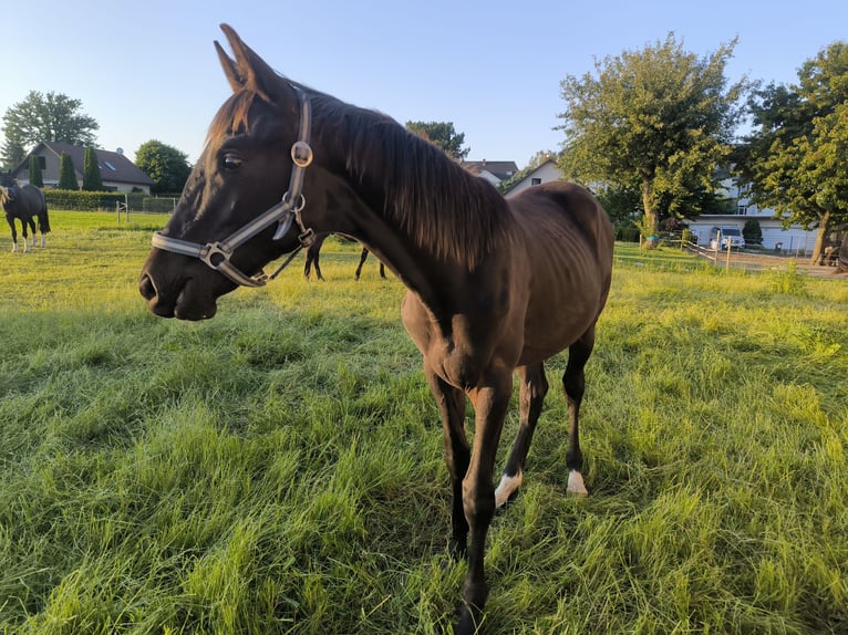 Deutsches Sportpferd Hengst 1 Jahr 153 cm Schwarzbrauner in Mittelbach bei Chemnitz